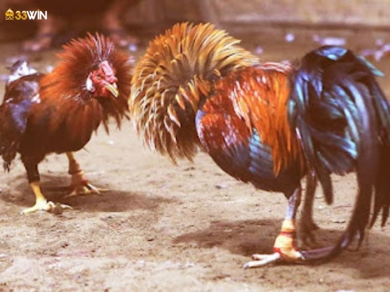  Cách Chọn Cựa Sắt Phù Hợp Để Tăng Cơ Hội Thắng Cược